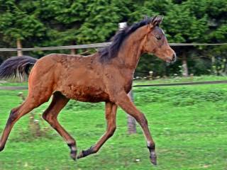 Klaczka arabska Morion x Equator