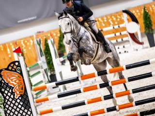 6 letni wałach po startach w P