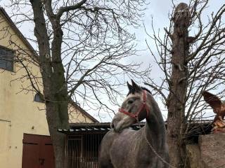 Sprzedam klacz rasy wielkopolskiej