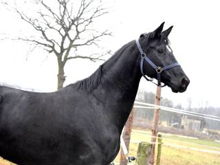 Klacz rasy Hannoveraner Hanower Oldenburg Kar