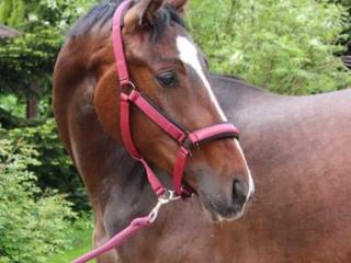 Młoda klacz Zangersheide