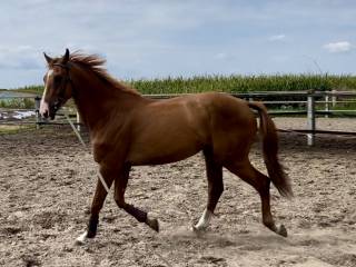 Piękny 5 letni kasztanowaty wałach