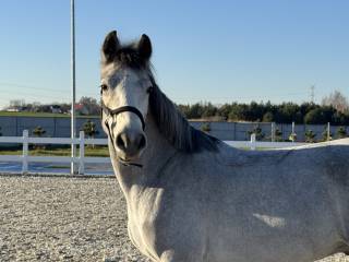 Wałach kuc Connemara Class 1