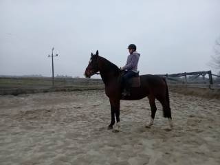 Klacz śląska dotacyjna