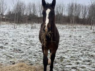 SPRZEDAM OGIERKA ŚLĄSKIEGO
