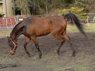 Czysta krew arabska wałachy