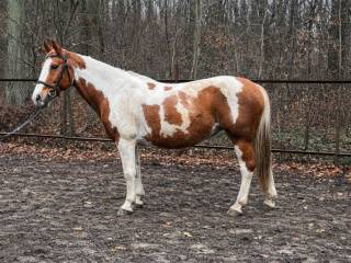 Klacz do sportu i rekreacji