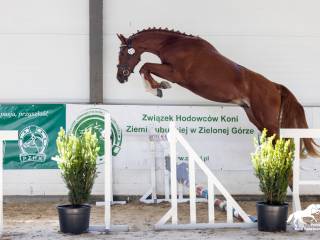 Urokliwy ogier w lutym 3 lata