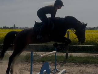 treningi  - Wiry/k Poznania