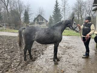 Siwa klacz arabska na sprzedaż