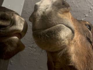 Wstępnie kupię konia