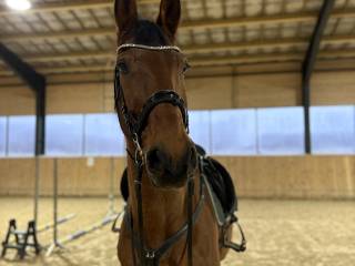 Ambitny wałach PILNE!