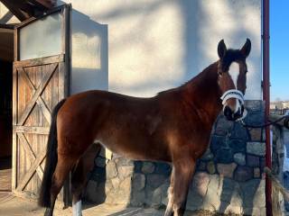 Klacz po Rio vd Withoeve