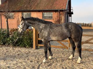 Walach Zangersheide po Up To Date