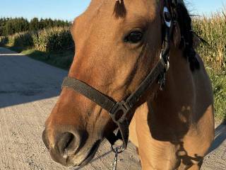 2,5 letnia Klacz przyszłościowo do małego sportu