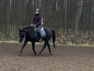 Wielkopolska klacz Capoeira | wpis do księgi głównej