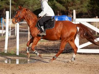 Współdzierżawa – wałach 9 lat, ok. 160 cm w kłębie