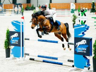 Stanówka kucem pkw - BEST ONE - (potomek Number One, Caretino)