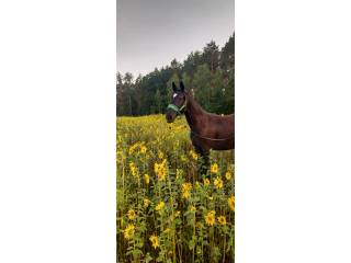 Wałach 1.5 roku  THUNDER-ONE