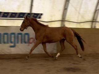 Wałach z potencjałem