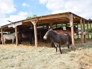 Pensjonat dla koni - wolny wybieg