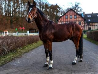 Malowany wałach z doświadczeniem sportowym