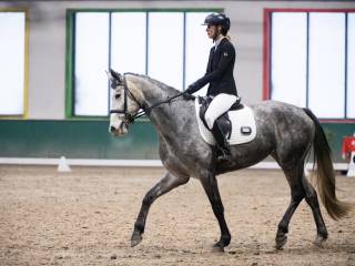 5-letnia startująca klacz ujeżdżenie/skoki po Levus/Etoulon VDL z matki po Malibu