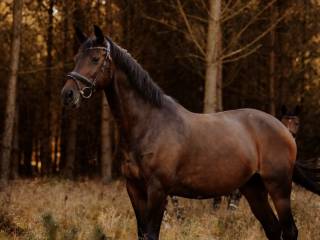 Urodziwa Klacz do Sportu