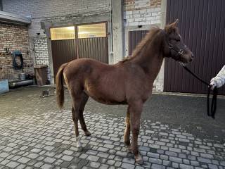 Ogierek Kuhailan Haifi