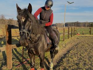 5 letni wałach do współdzierżawy żory