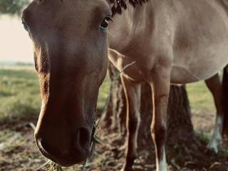 2,5 letnia klacz CENA DO KOŃCA STYCZNIA