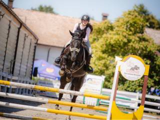 Klacz Zangersheide do wprowadzenia w sport