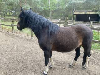 Sprzedam klacz huculską