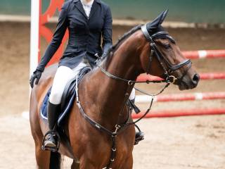 Dzierżawa 8-letni wałach.