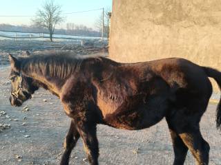 Klacz odsadek kuc gr D/E