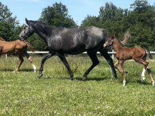 Klacz źrebna po Chaccato x Clinton x Cardento