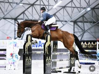 SZUKAM STAJNI / PENSJONATU dla kilku koni