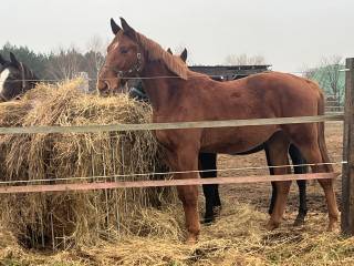 Sprzedam 2 letniego wałacha po Luke Skylwalker/Lord Star/Luron Skoki