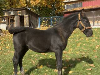 Półroczny ogier śląski