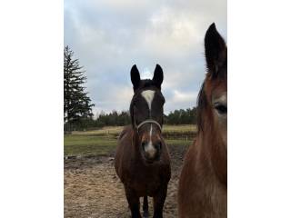 Sprzedam lub zamienię klacz sp