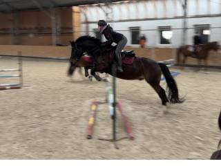 Skarogniady Wałach Hanowerski