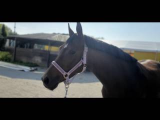 Sprzedam klacz po Friedrich der große