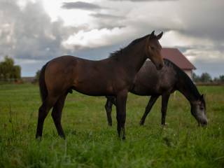 Duży Ogier Toemme de Regor Z, Chacco Blue