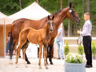 Sprzedam klaczkę zangersheide