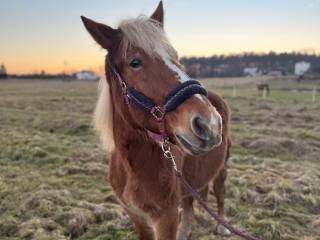 Wydzierżawię klacz