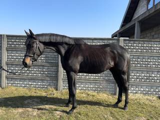 Przyszłościowa piękna klacz.