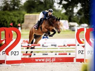 Sprzedam wałacha Quidam de revel II Z x Marino