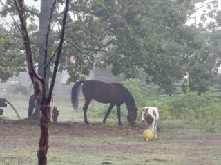 Kuc szetlandzki ogier