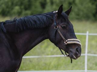 Sprzedam wszechstronną klacz