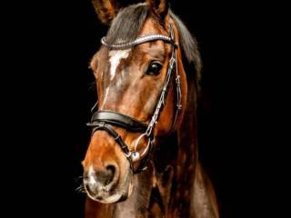 Koń po konkursach 140